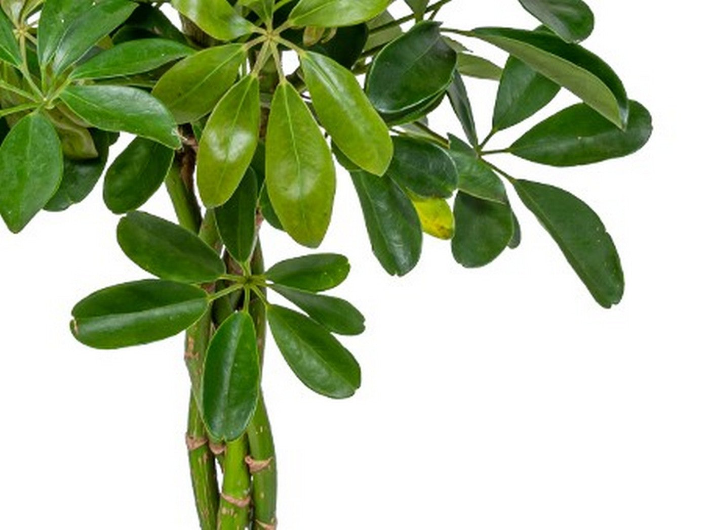 Schefflera Arboricola – Houseplant