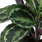 Calathea Medallion – Houseplant