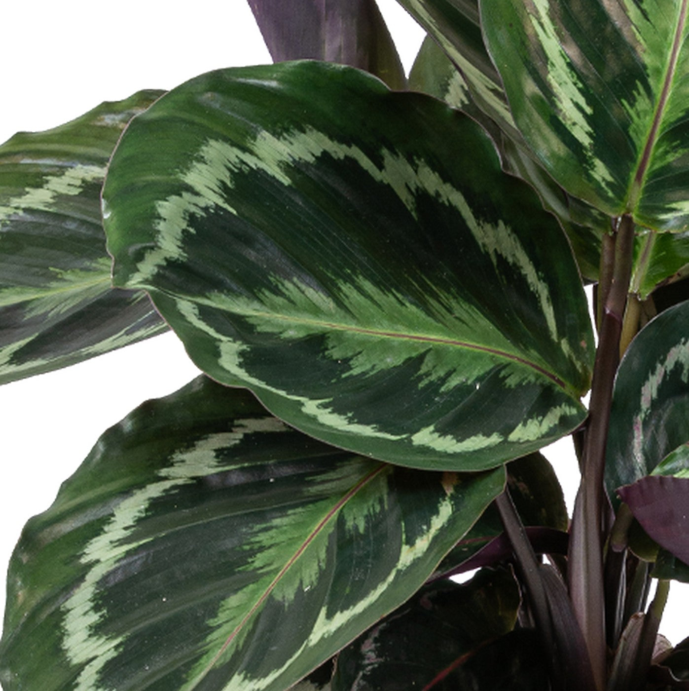 Calathea Medallion – Houseplant