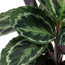 Calathéa Médaillon – Plante d'Intérieur