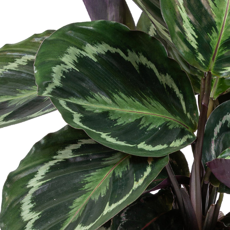 Calathéa Médaillon – Plante d'Intérieur