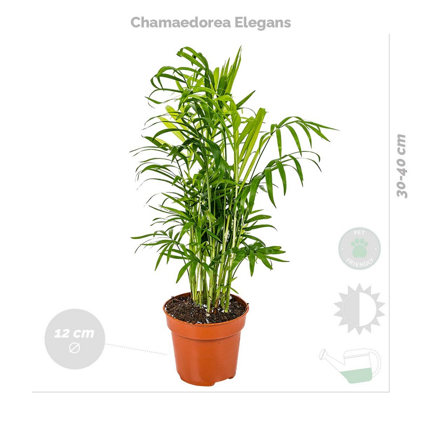 Mezcla de 4 plantas aptas para mascotas – Planta de interior