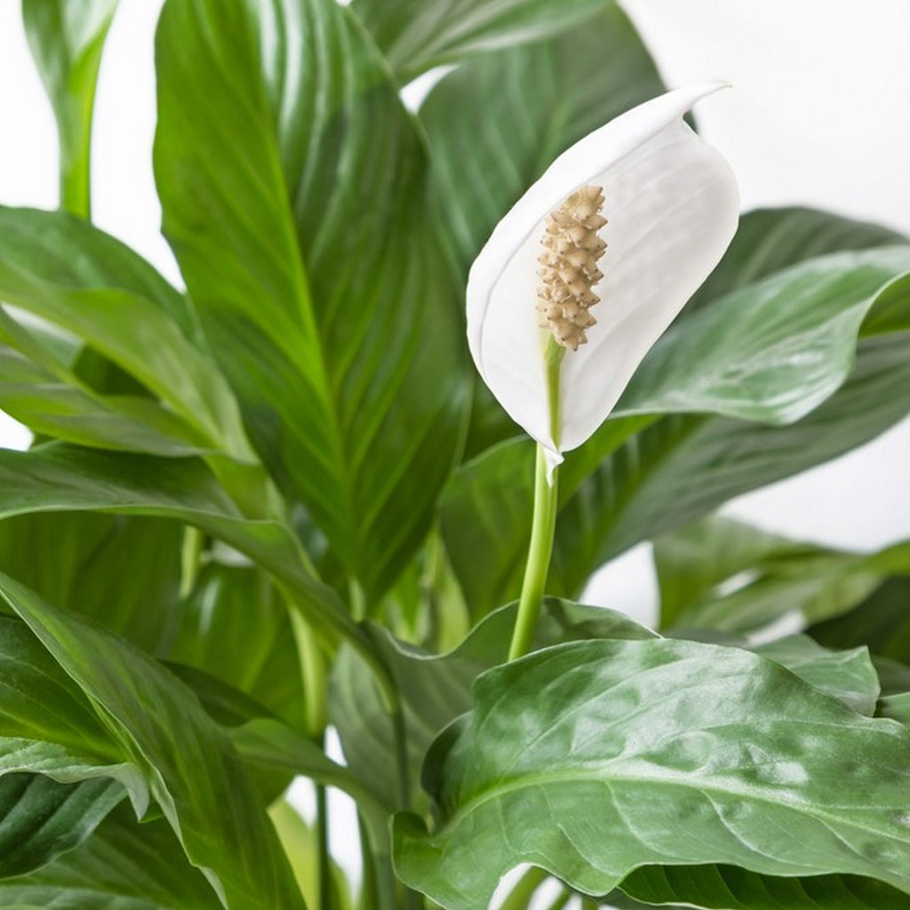 Spathiphyllum Bingo Cupido – Planta de Interior