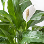 Spathiphyllum Bingo Cupido – Planta de Interior