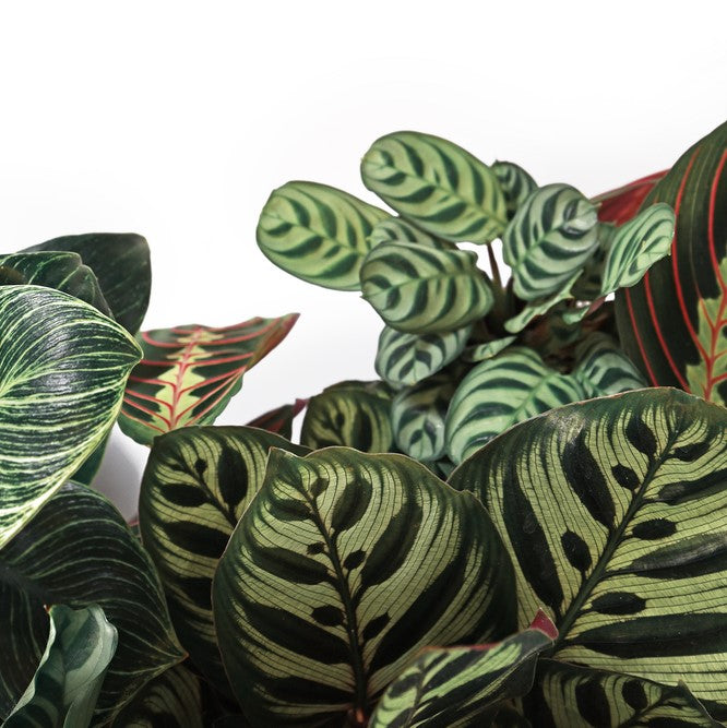 Lote de 2 calatheas Medallion y Orbifolia – Planta de interior