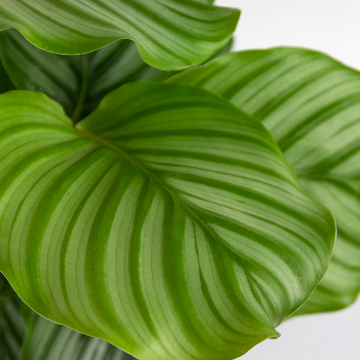 Calathea Orbifolia – Houseplant