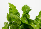 Asplenium Crispy Wave – Houseplant