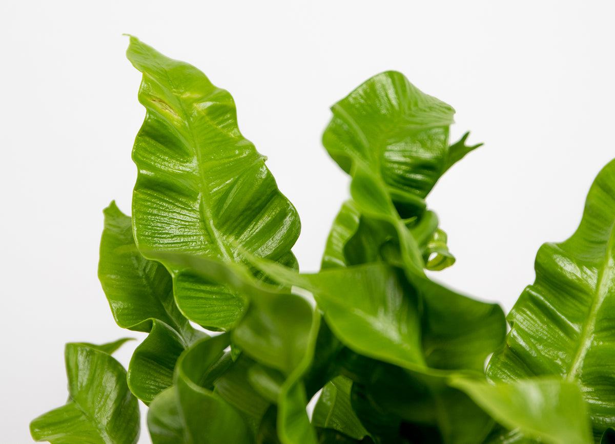 Asplenium Crispy Wave – Houseplant