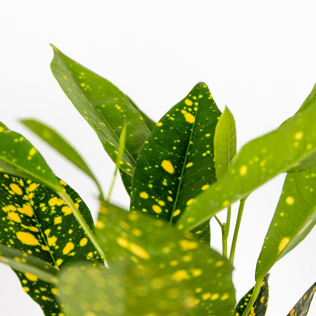 Codiaeum Sunny Star – Indoor Plant