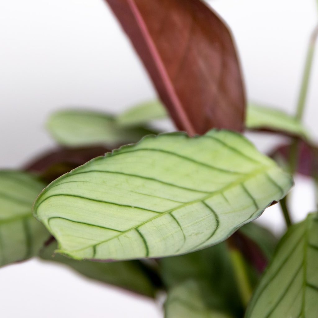 Ctenanthe Amagris – Indoor Plant