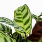 Ctenanthe Burle-Marxii – Planta de interior