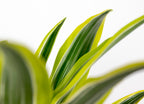 Dracaena Lemon Lime – Houseplant