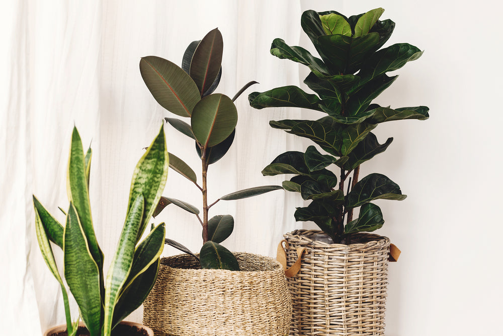 Ficus Lyrata – Planta de interior