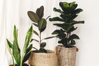 Ficus Lyrata – Planta de interior