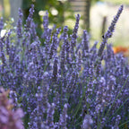 Set of 6 Lavenders – Outdoor Plant
