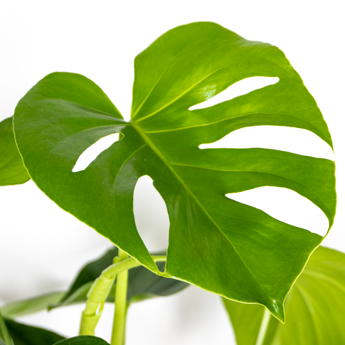 Monstera Deliciosa – Indoor Plant