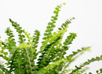 Nephrolepis Duffii – Indoor Plant