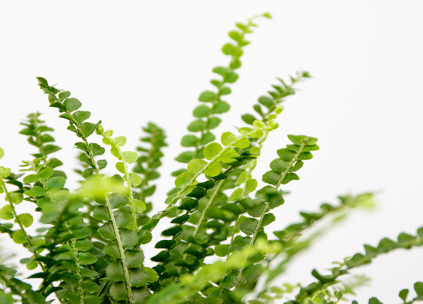Nephrolepis Duffii – Indoor Plant