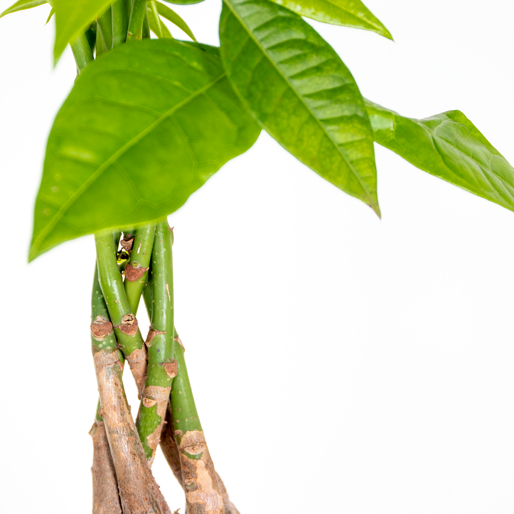 Pachira Árbol del Dinero – Planta de interior