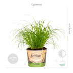 Mezcla de 3 plantas aptas para mascotas – Planta de interior