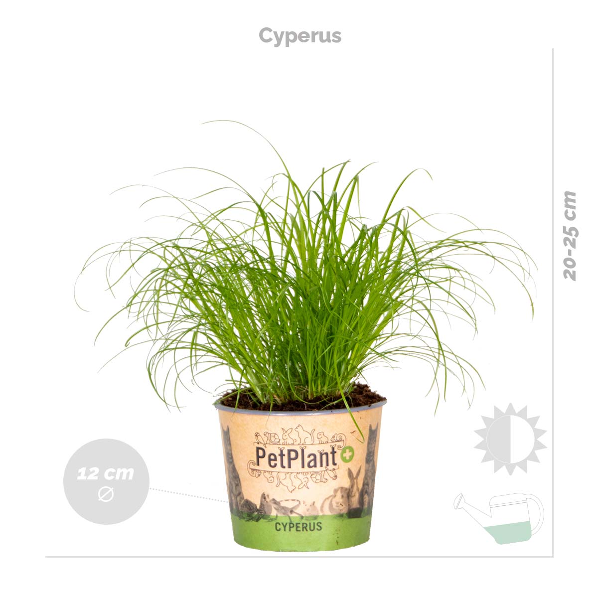 Mezcla de 3 plantas aptas para mascotas – Planta de interior