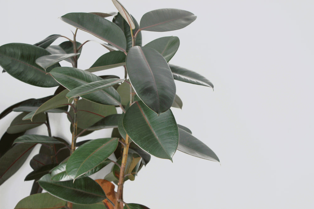Ficus Robusta – Indoor Plant