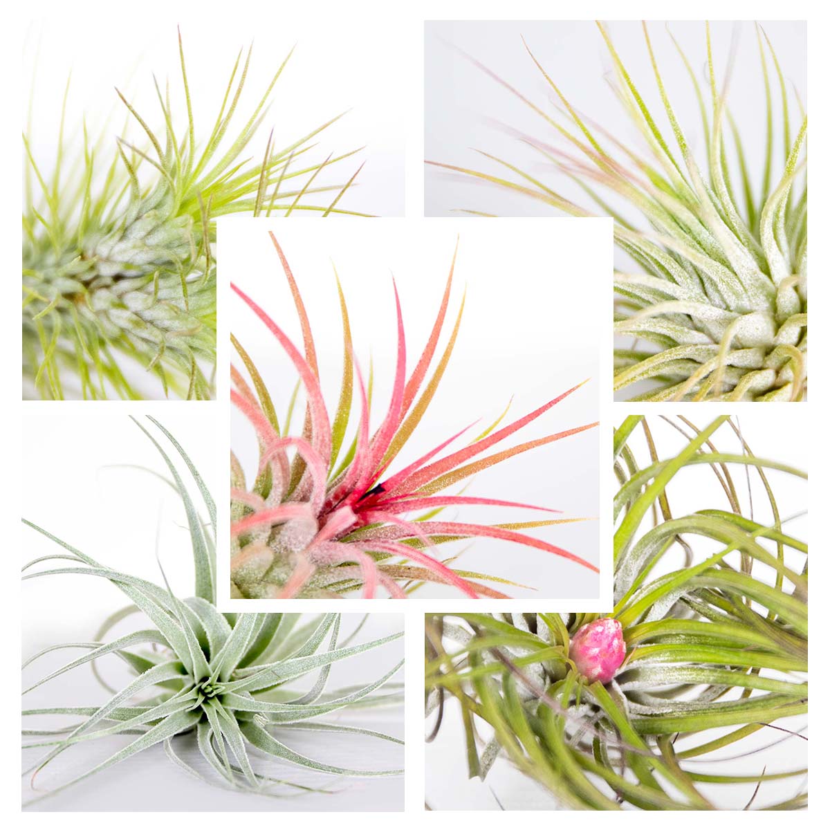 Mélange De 5 Tillandsias – Plante D'Intérieur