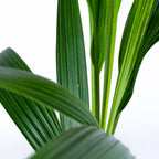 Cocos Nucifera – Planta de interior