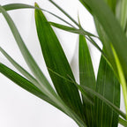 Palmier Kentia – Plante D'Intérieur