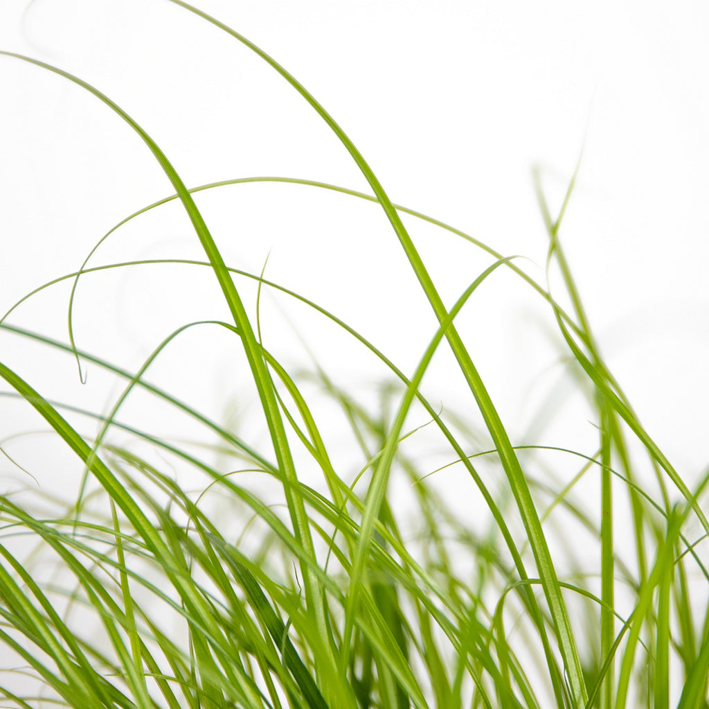 Lote de 3 Cyperus Zumula, hierba para gatos – Planta de interior