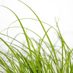 Lote de 3 Cyperus Zumula, hierba para gatos – Planta de interior