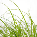 Lot de 3 Cyperus Zumula Herbe à Chat – Plante d'Intérieur