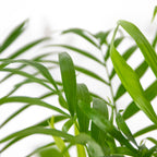 Chamaedorea Elegans – Planta de interior