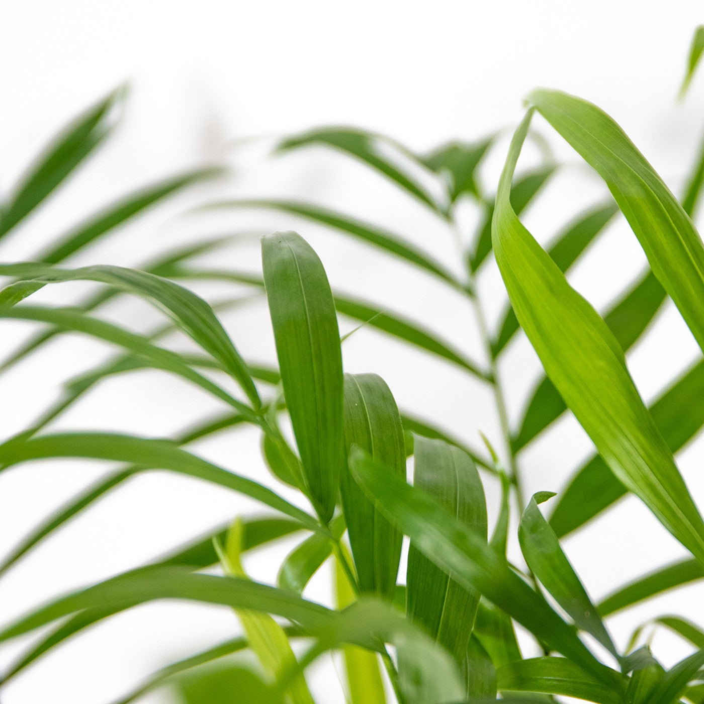 Chamaedorea Elegans – Planta de interior