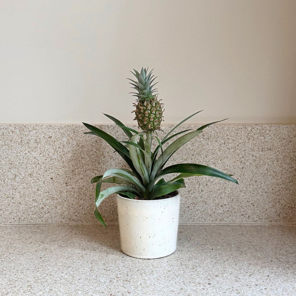 Mi Amigo Pineapple Plant – Houseplant