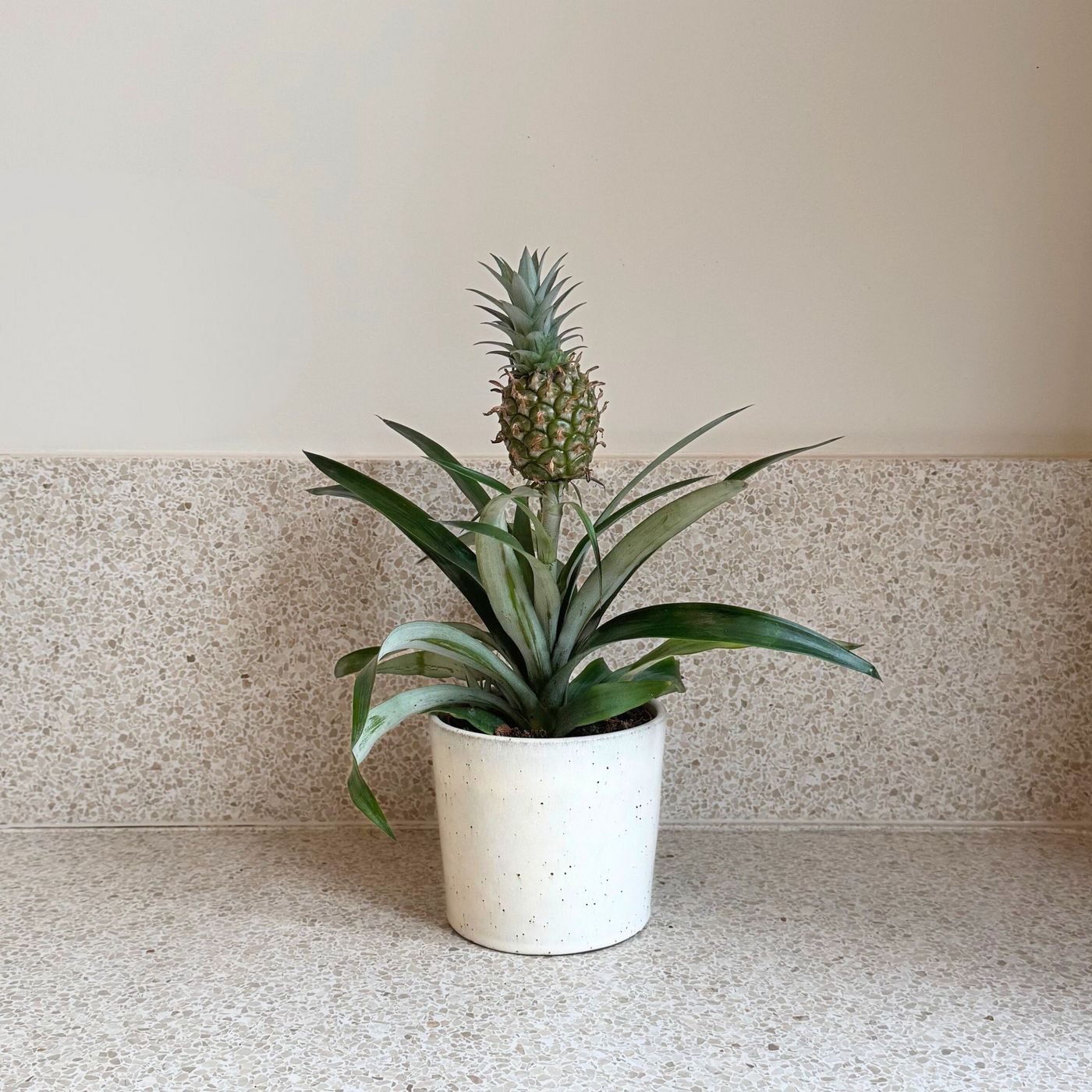 Mi Amigo Pineapple Plant – Houseplant