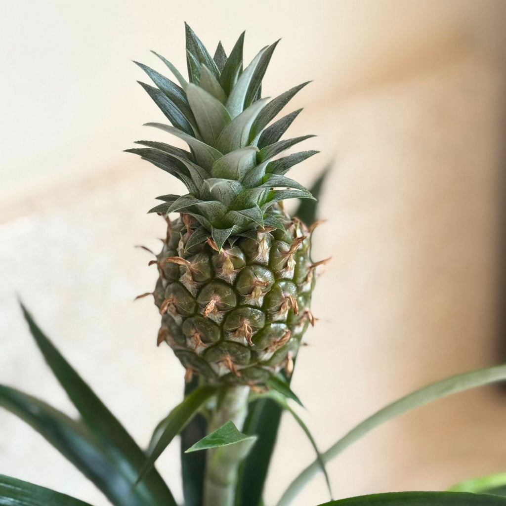 Mi Amigo Pineapple Plant – Houseplant