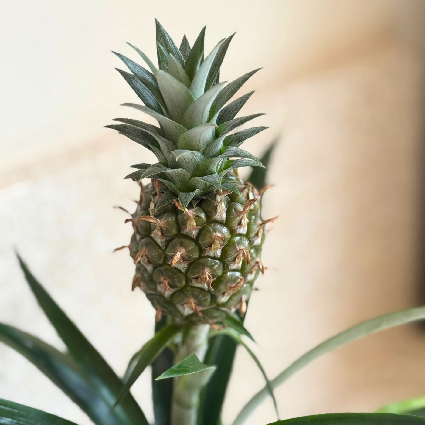 Mi Amigo Pineapple Plant – Houseplant