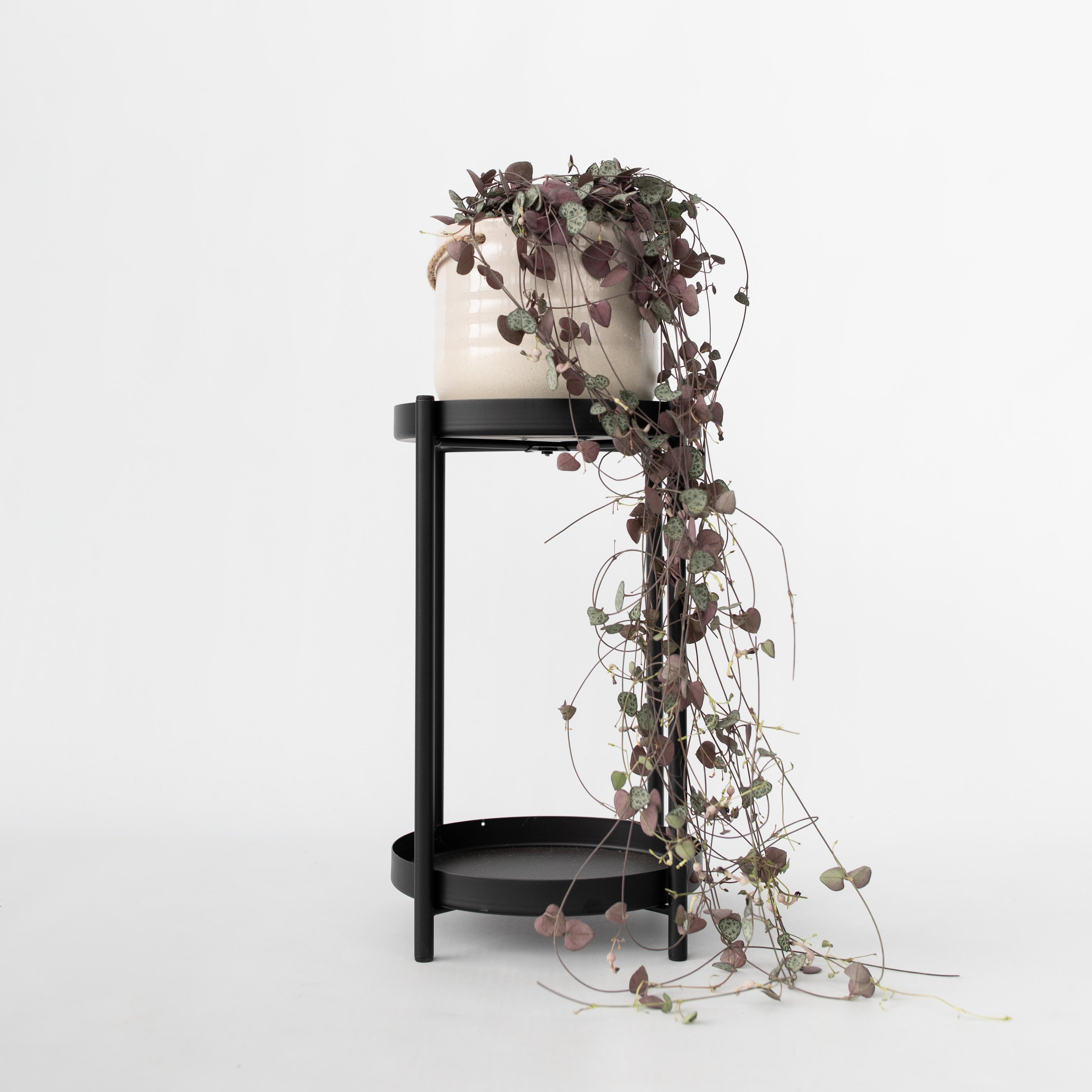 Ceropegia Woodii – Houseplant