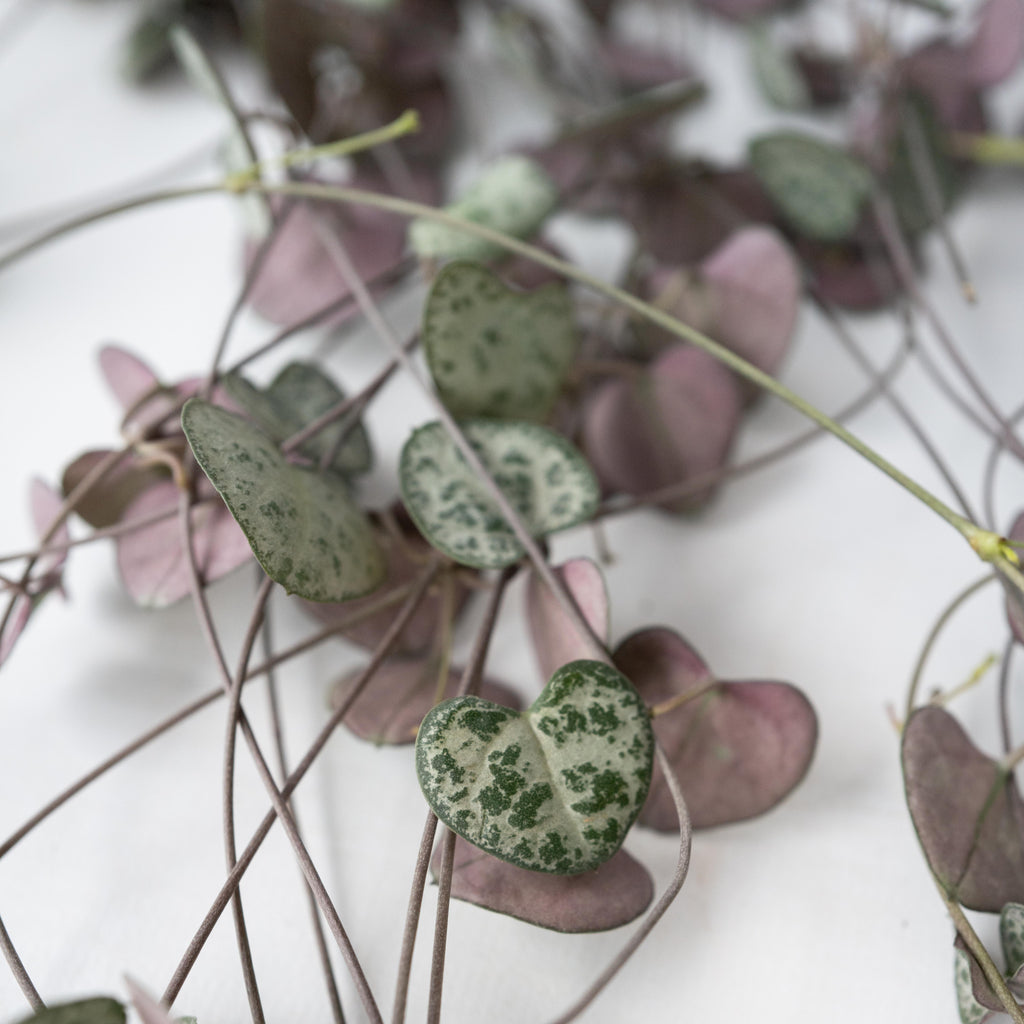 Ceropegia Woodii – Houseplant