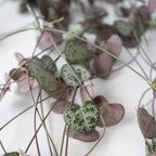 Ceropegia Woodii – Houseplant