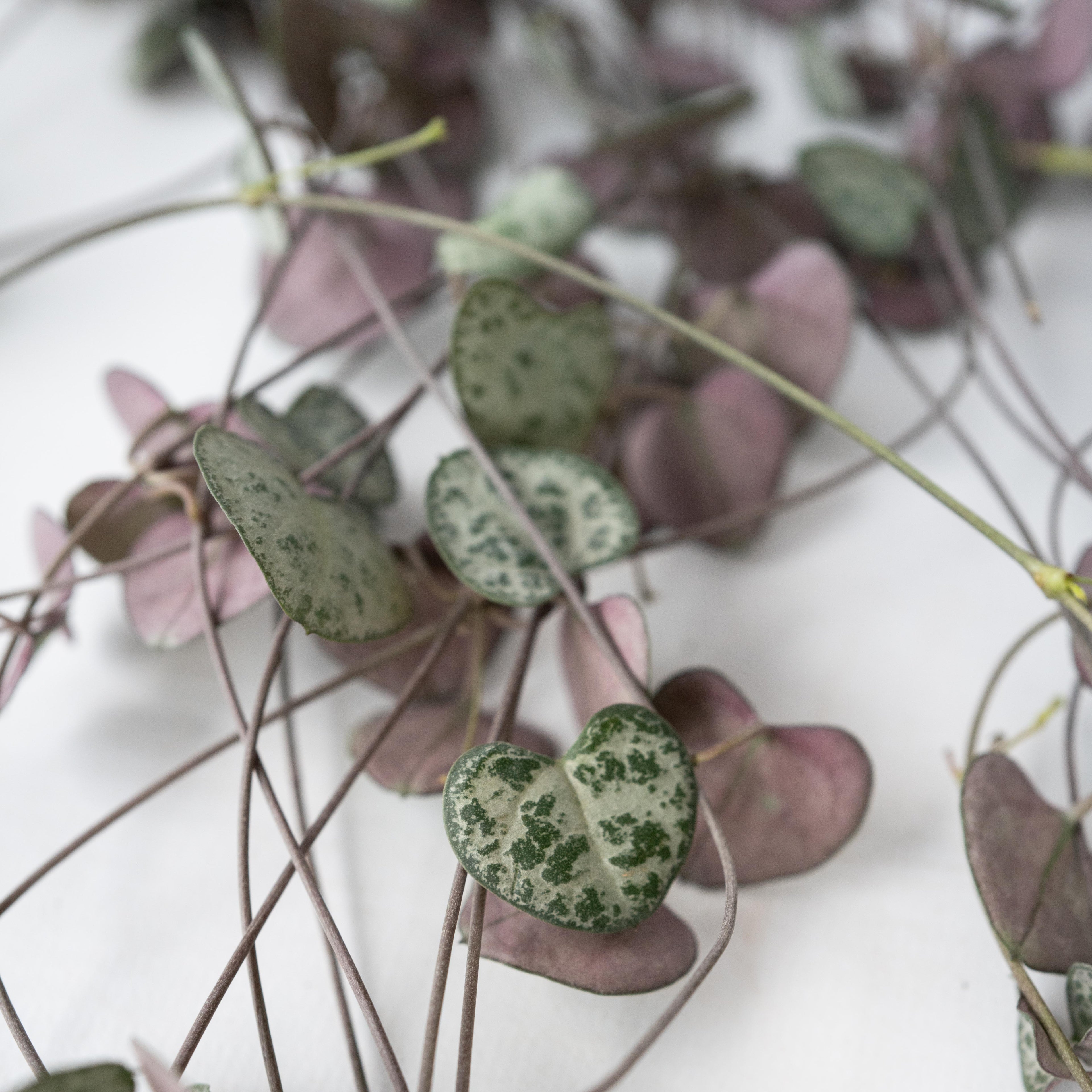 Ceropegia Woodii – Houseplant
