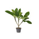 Plumeria Frangipani