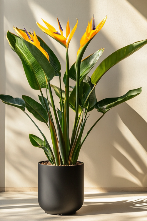 Strelitzia Reginae – Avec Fleurs – Plantes D’Intérieur