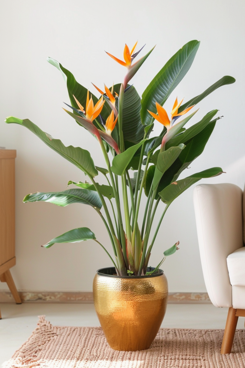 Strelitzia Reginae – Avec Fleurs – Plantes D’Intérieur