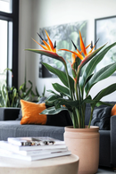 Strelitzia Reginae – Avec Fleurs – Plantes D’Intérieur
