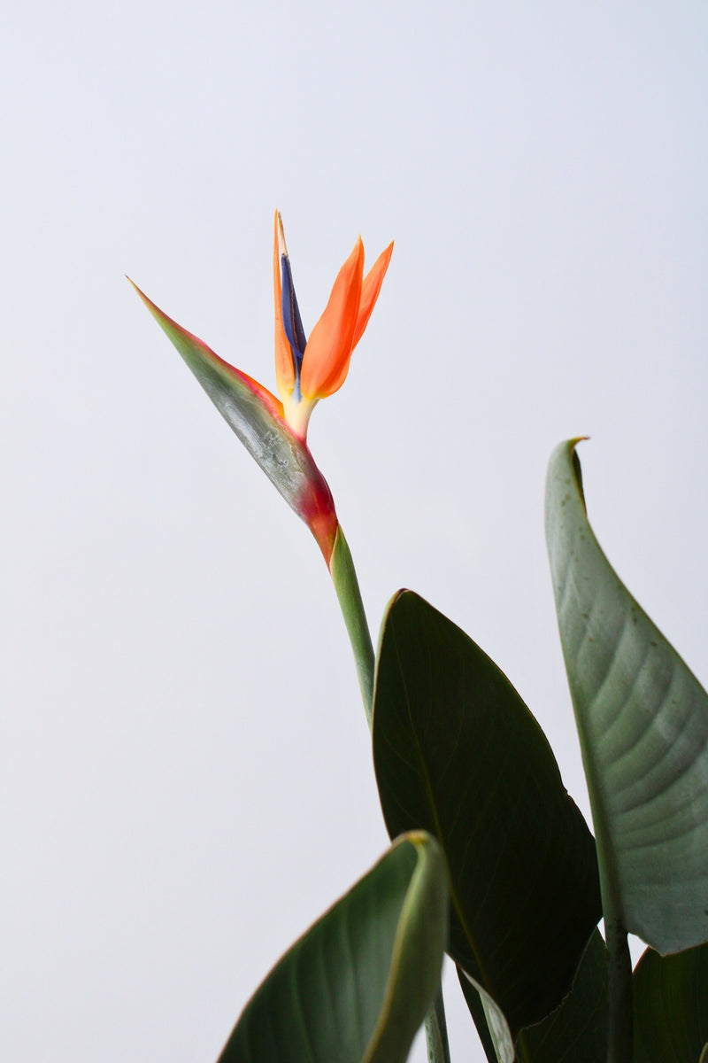Strelitzia Reginae – Avec Fleurs – Plantes D’Intérieur
