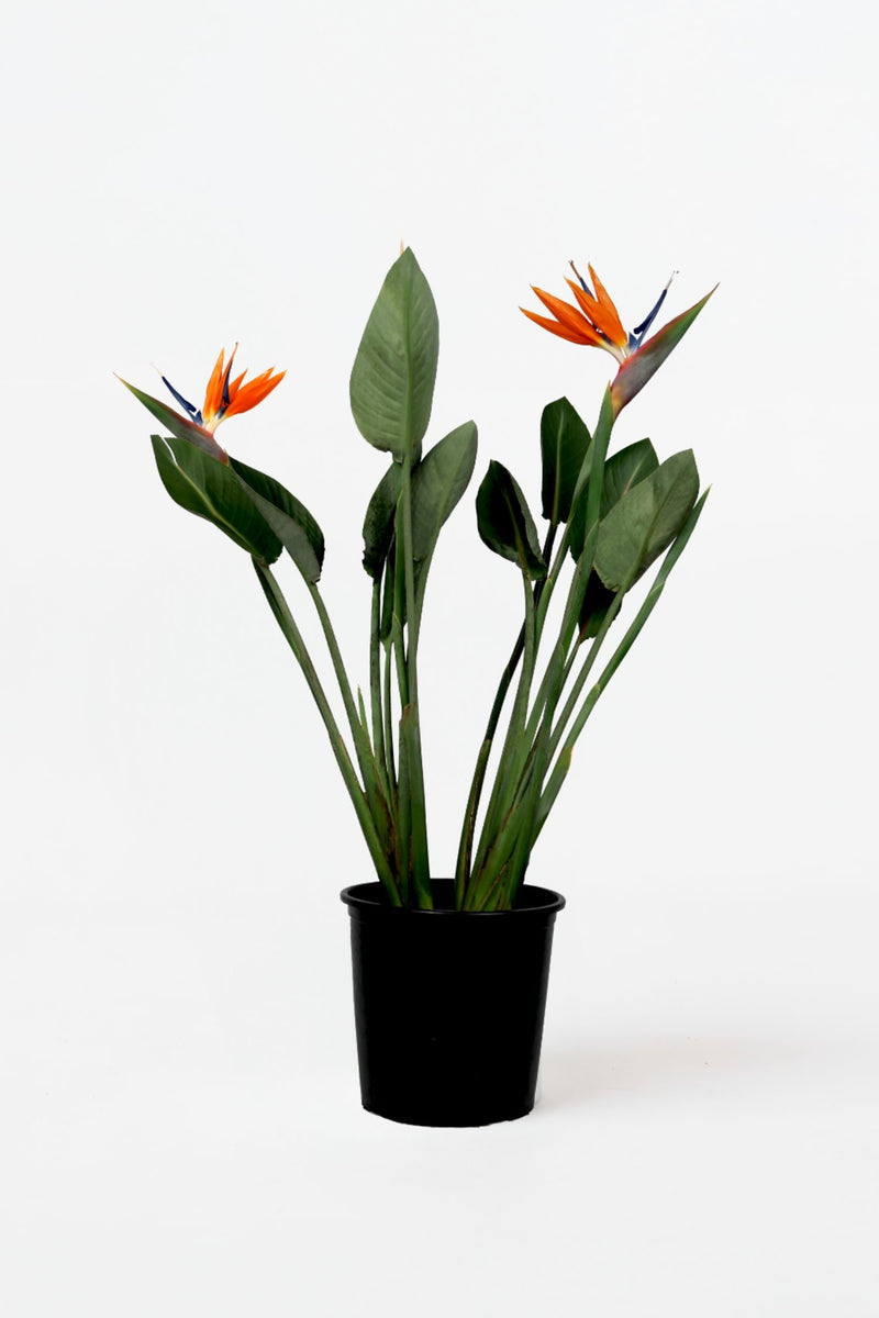 Strelitzia Reginae – Avec Fleurs – Plantes D’Intérieur