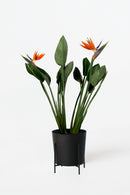 Strelitzia Reginae – Avec Fleurs – Plantes D’Intérieur
