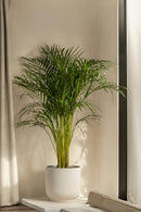 Mélange De 2 Mini Palmiers - Plantes D'Intérieur